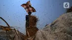 Petani memanen padi di Kronjo, Kabupaten Tangerang, Jumat (8/9/2023). (Liputan6.com/Angga Yuniar)