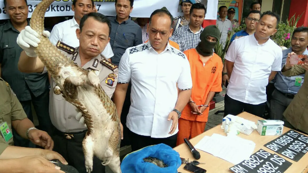 Penyelundupan 70 Ekor Trenggiling ke Malaysia