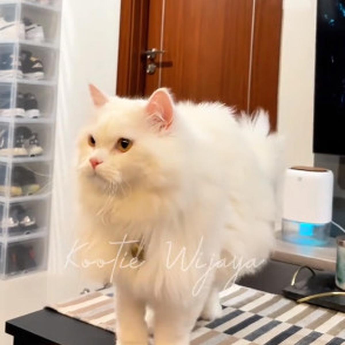 Lucu Menggemaskan, Kucing ini 'Bisa Bicara'