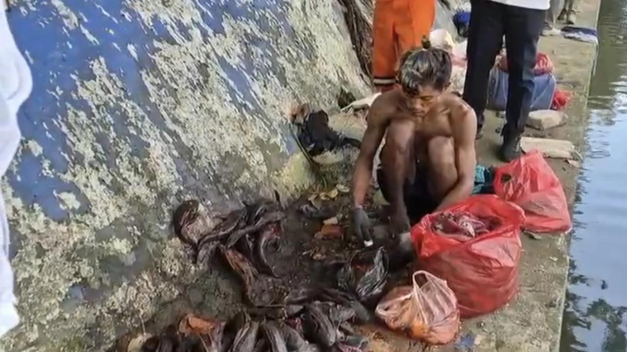 Satpol PP Sawah Besar Amankan Lima Penjual Daging Ikan Sapu-sapu untuk Olahan Siomay