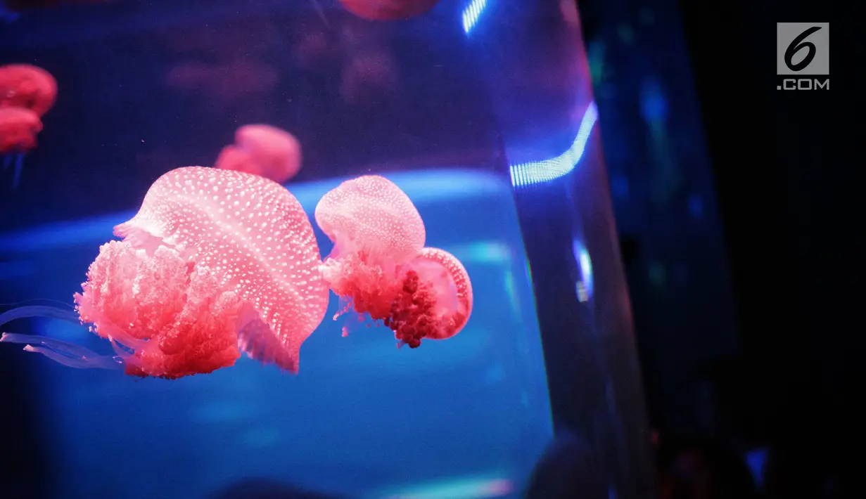 Ubur-ubur terlihat di Wahana Jellyfish Sphere di SeaWorld Ancol, Jakarta, Selasa (25/12). Sea World menjadi tempat wisata alternatif warga menghabiskan libur Natal 2018. (Liputan6.com/Faizal Fanani)