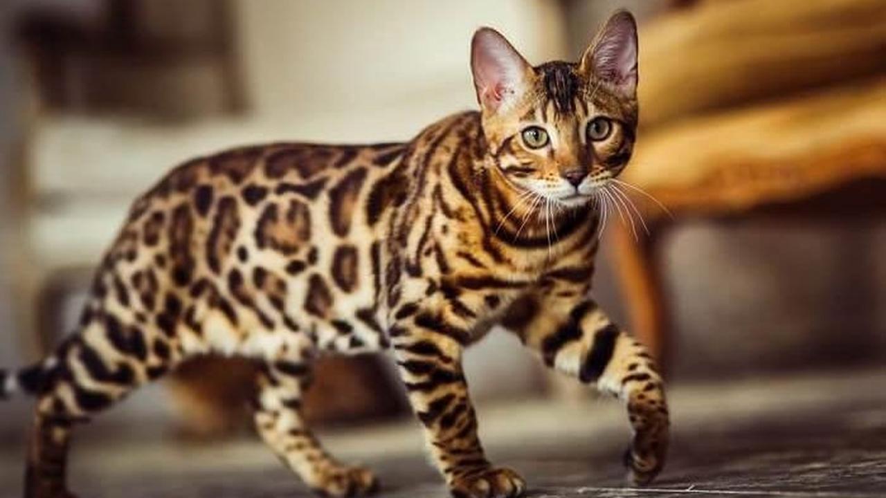 <b>Karakteristik Kucing Bengal</b><br>