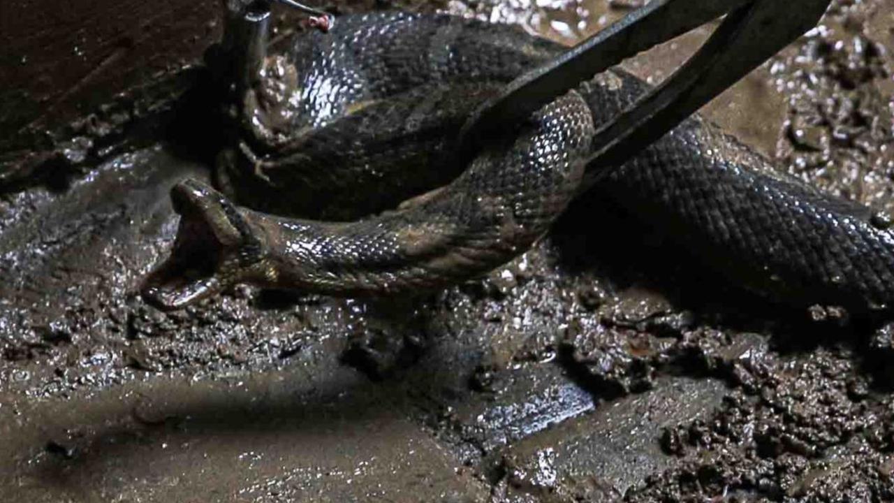 FOTO: Ngeri! Ular Muncul di Tengah Banjir Kebon Pala, Langsung Diamankan Petugas Damkar