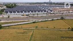 Pandangan udara saat petani memanen padi dari Sawah Abadi di kawasan Ujung Menteng, Jakarta, Rabu (23/2/2022). Panen padi dilakukan rutin setiap tiga hingga empat bulan. (merdeka.com/Imam Buhori)