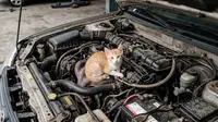 16 Cara Mencegah Kucing Masuk ke Mesin Mobil, Begini Mengusirnya Sebelum Terlanjur Masuk