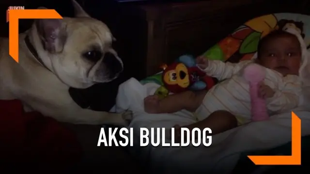 Begini aksi seekor anjing jenis bulldog ketika mencoba menidurkan seorang bayi di keranjang.