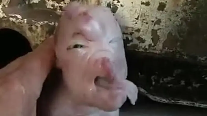 Anak babi aneh terlahir di China (mirror.co.uk/newsflare)