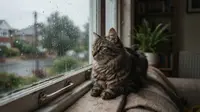 6 Kebiasaan Kucing saat Hujan yang Perlu Dipahami Pemiliknya agar Anabul Tetap Nyaman
