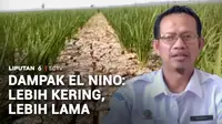 Kekeringan di musim kemarau kali ini cukup ekstrem karena fenomena El Nino. Tak hanya mengganggu pasokan air, fenomena El Nino juga berdampak pada kualitas udara.
