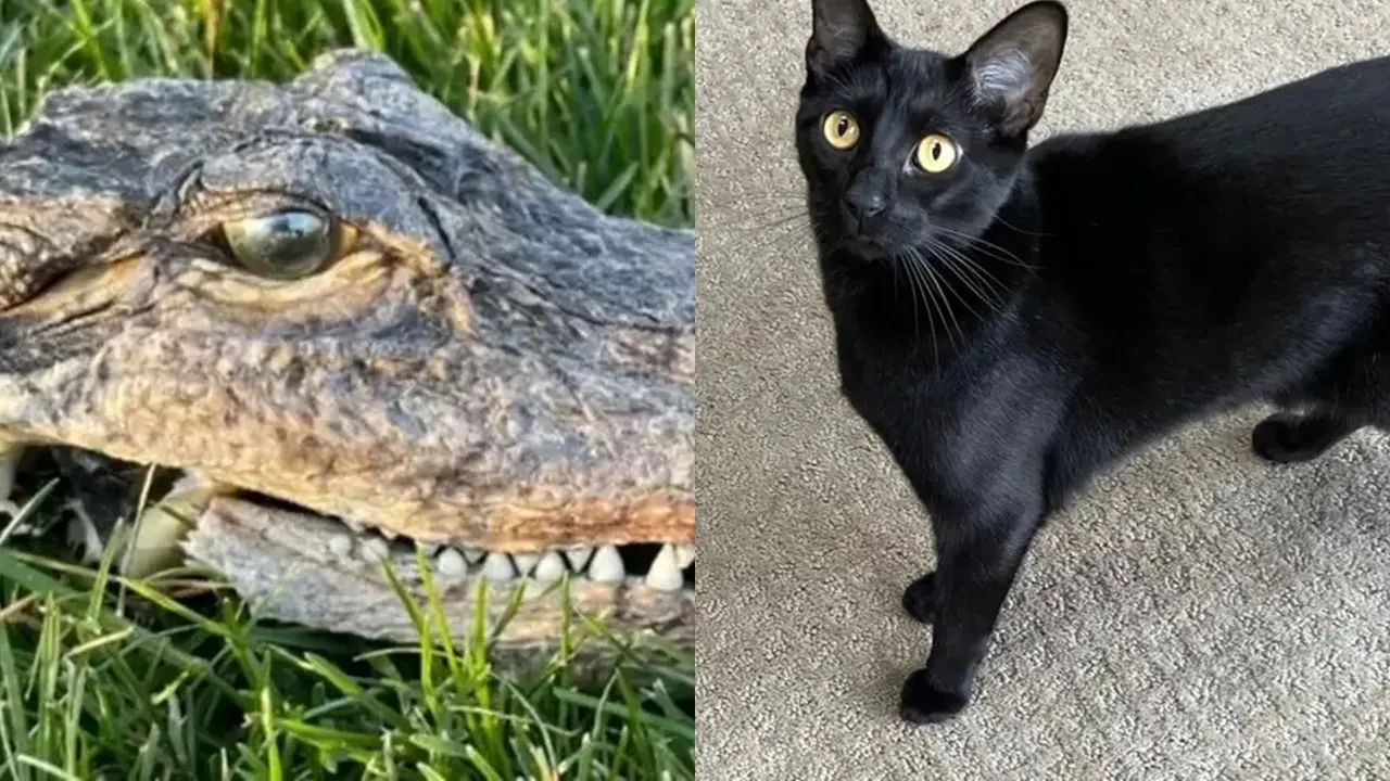 Kucing Bawa Pulang Kepala Buaya