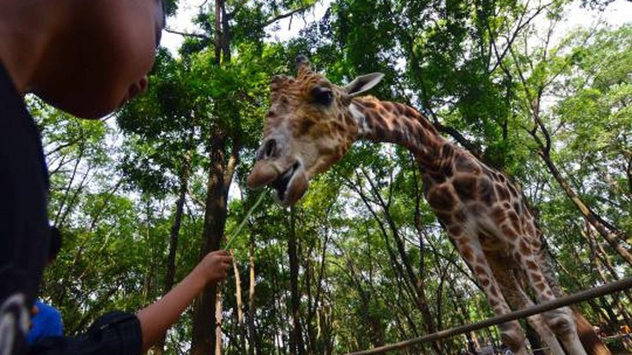 KTP DKI, Gratis masuk Ragunan 