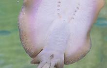 Ikan Pari Jawa Punah Akibat Ulah Manusia, Ini Buktinya