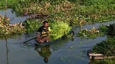 Seorang petani memanen mimosa air dari perahu di sebuah perkebunan di Phnom Penh, Kamboja, 28 April 2022. Mimosa air adalah hidangan sayuran yang populer di Kamboja. (TANG CHHIN Sothy/AFP)