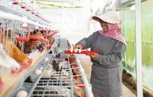 Ayam Bahagia Ternyata Hasilkan Telur Ajaib Ampuh buat Cegah Stunting Anak