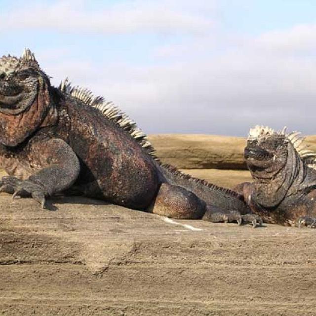 Jenis Makanan Iguana Agar Cepat Besar Jangan Salah Pilih Supaya Tidak Fatal Hot Liputan6 Com