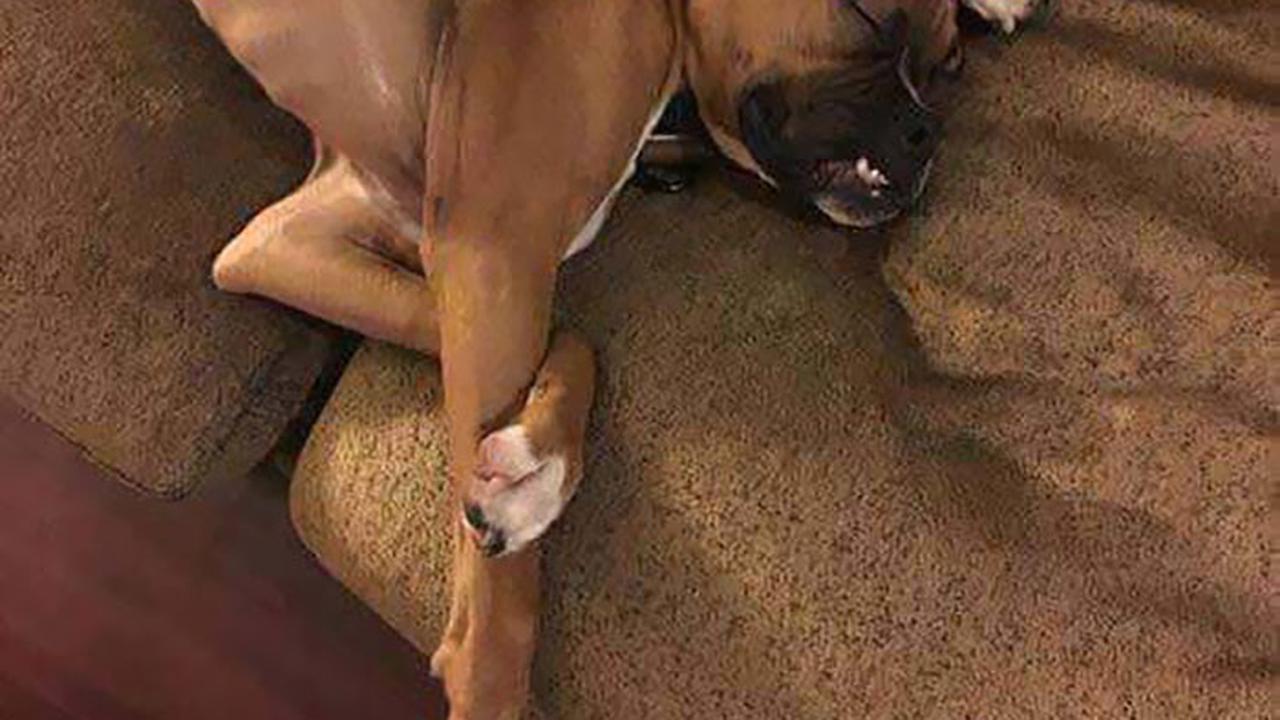 posisi absurd anjing