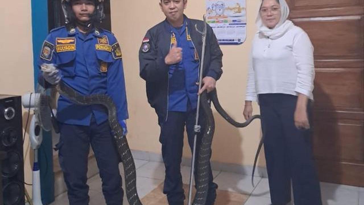 Ular Bersembunyi di Bawah Kasur, Apa yang Harus Dilakukan?