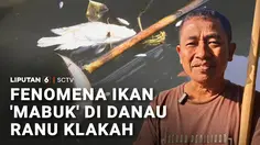 Fenomena Ikan 'Mabuk' di Danau Ranu Klakah