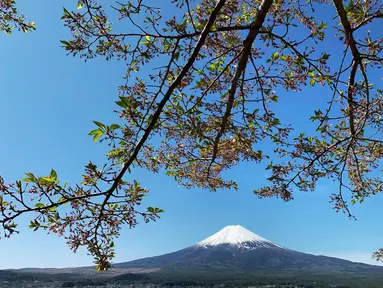 Gunung Fuji terlihat dari pinggiran kota Fujiyoshida, prefektur Yamanashi, Jepang, pada Kamis (22/4/021). Gunung Fuji, yang terletak di perbatasan antara Prefektur Yamanashi dan Prefektur Shizuoka, adalah gunung tertinggi di Jepang (3776 meter). (Behrouz MEHRI / AFP)