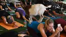 Seekor kambing Dwarf Nigeria menaiki tubuh peserta Yoga di Golden Road Pub di Los Angeles (7/5). Yoga bersama kambing yang kini menjadi tren di Amerika Serikat diselenggarakan oleh Hello Critter Goat Yoga. (AFP Photo/Mark Ralston)