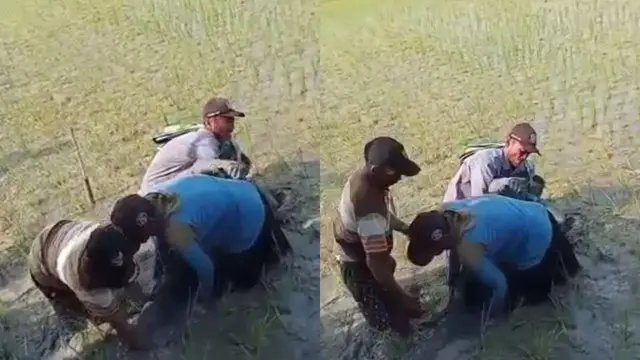 Kolase video amatir tiga orang warga saat mengangkat jenazah korban tersengat jebakan listrik di sawah Dukuh Sudung, Desa Wado, Kecamatan Kedungtuban, Kabupaten Blora. (Liputan6.com/Ahmad Adirin)