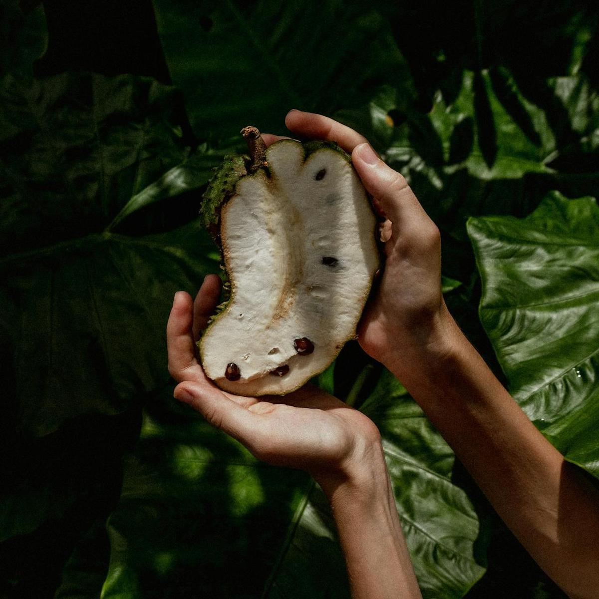 Ilustrasi Biji Buah Srikaya