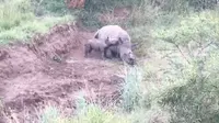 Momen menyedihkan ini difilmkan beberapa hari lalu di sebuah taman nasional oleh badan amal penyelamat Rhino 911 (Rhino 911)