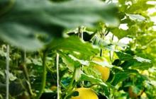 Ubah Kemarau Jadi Berkah, Ini Kisah Petani Jombang Tanam Melon Cuannya Capai Rp 35 Juta