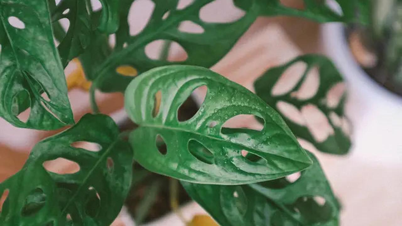 8 Tanaman Hias Daun Cantik yang Bisa Membuat Taman Rumah Lebih Segar