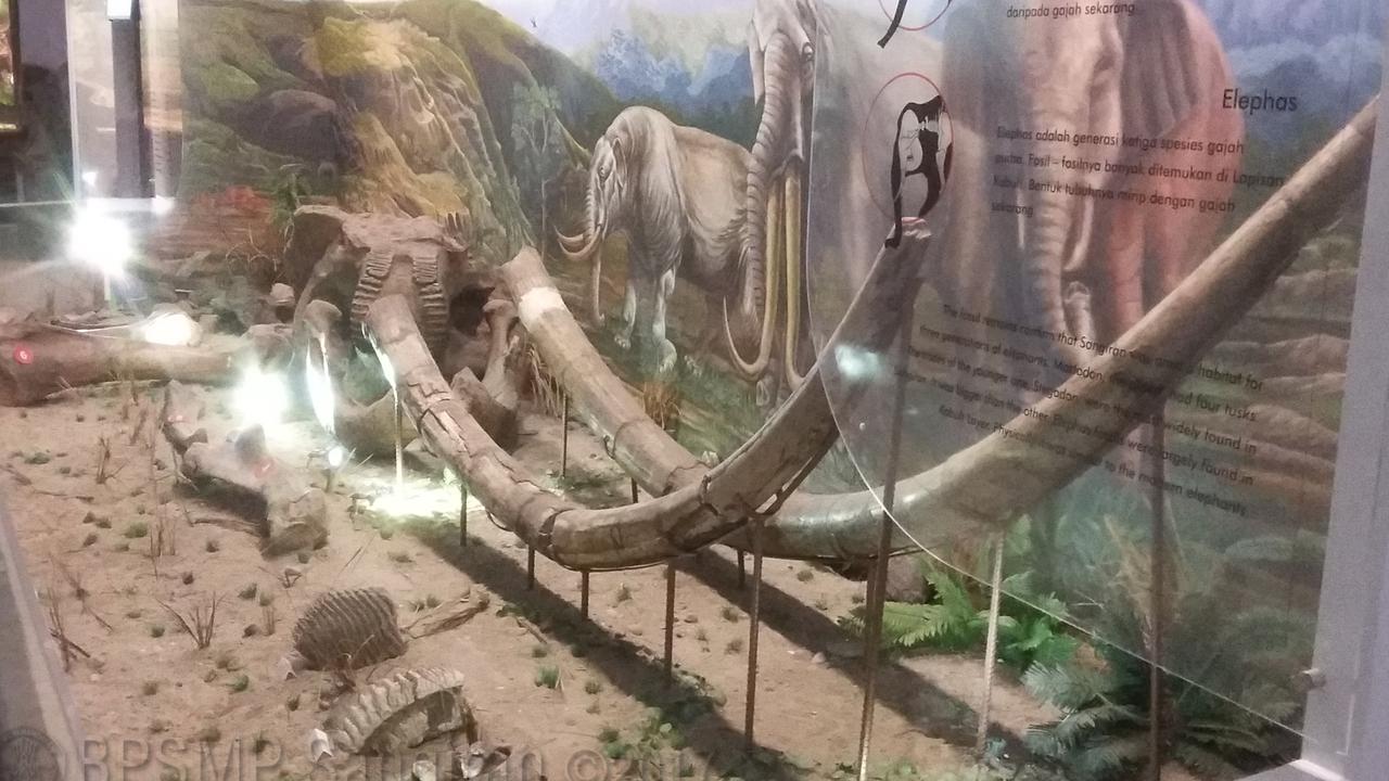 Menguak Jejak Kehidupan Gajah Purba di Situs Sangiran, Beranak Pinak Hingga Ratusan Ribu Tahun Lamanya