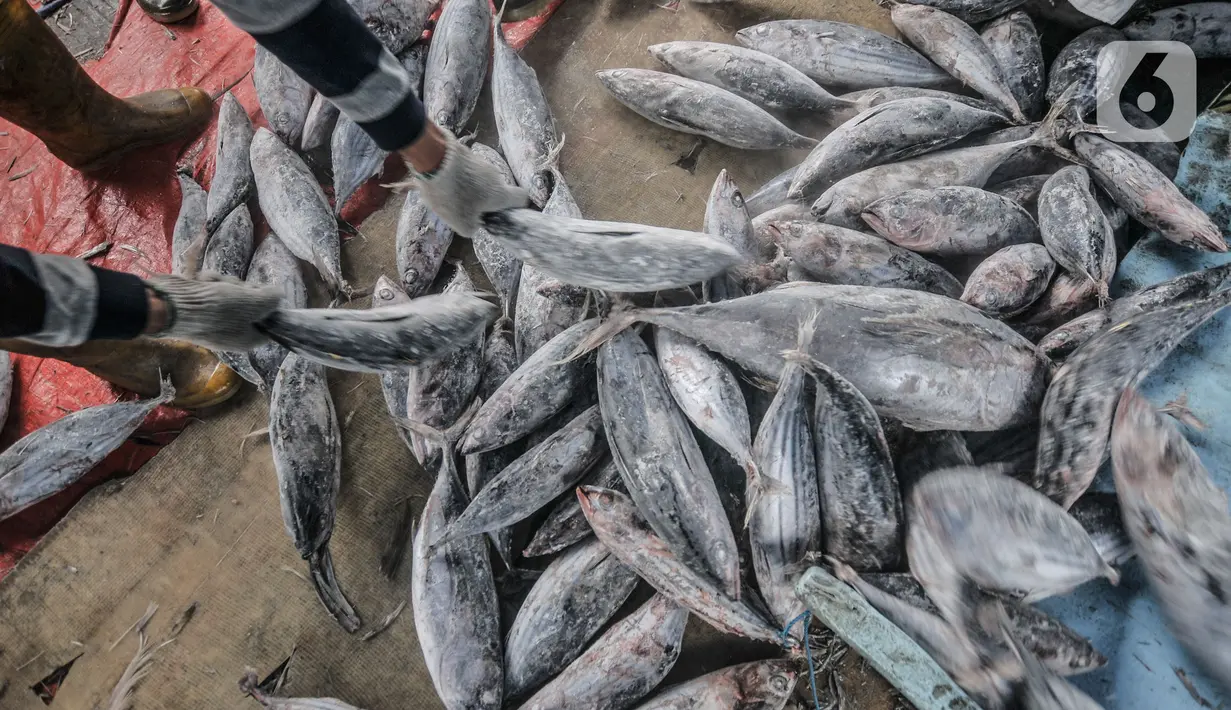 Ikan hasil tangkapan terlihat di Pelabuhan Muara Baru, Jakarta, Kamis (5/8/2021). Data KNTI mencatat, tingkat ekonomi nelayan kembali bangkit dan kian membaik sepanjang tahun 2021 meski masih berada di tengah pandemi Covid-19 yang belum usai. (merdeka.com/Iqbal S. Nugroho)