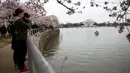 Warga terlihat mengabadikan gambar saat menikmati musim semi bunga sakura di Washington DC, AS (26/3). Selain Jepang, Washington memiliki kebun bunga sakura yang bersemi akhir Maret hingga Juni. (AFP Photo / Zach Gibson)