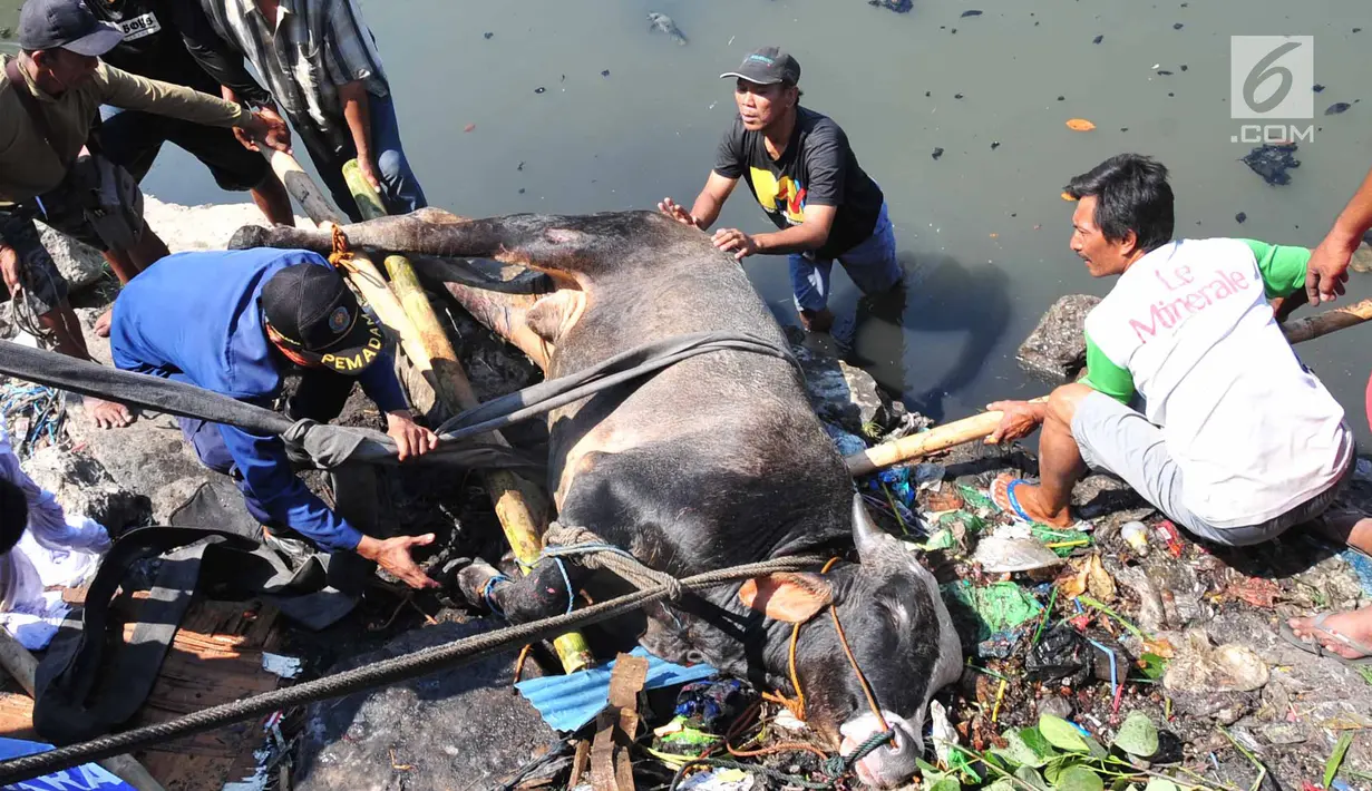 Petugas pemadam kebakaran bersama warga mengevakuasi seekor sapi yang tercebur ke Kali Mberok, Kota Semarang, Sabtu (10/8/2019). Butuh sekitar 3 jam mengevakuasi sapi untuk kurban tersebut hingga mau dimasukkan ke mobil. (Lipuan6.com/Gholib)
