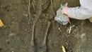 Kerangka manusia yang utuh seluruh tubuh ditemukan di daerah nekropolis kuno atau pemakaman kuno di Bordeaux, Prancis (6/12). Dalam temuan tersebut terdapat 40 lubang yang berisi ratusan kerangka manusia. (AFP/Georges Gobet)