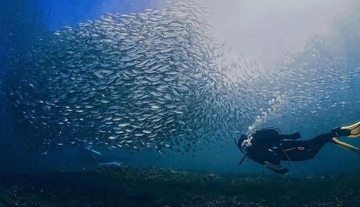 Seperti diketahui, Prilly Latuconsina memang beberapa kali ini sedang menikmati hobinya yaitu diving [instagram/prillylatuconsina96]