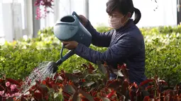 Peniliti wanita dari Pyongyang Floriculture Institute menyiram kaktus dan bunga di Pyongyang, Korea Utara, DPRK (14/12/2020). (AP Photo / Jon Chol Jin)