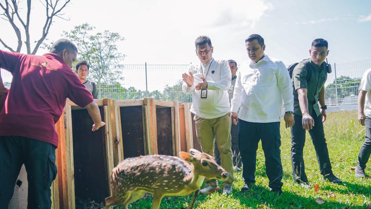 Kawanan rusa totol asal Istana Kepresidenan Bogor di Taman Candika