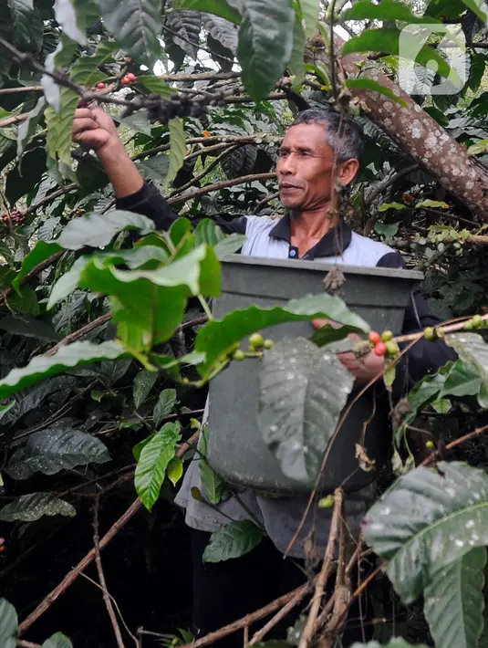 Sejak beberapa tahun terakhir, Dilem Wilis dikembangkan dengan konsep agrowisata. Ada taman teknologi pertanian yang dipakai untuk mengelola berbagai jenis tumbuhan bernilai ekonomis. (merdeka.com/Arie Basuki)