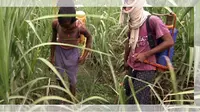 Paparan Pestisida Bikin Anak Laki-laki Lebih Cepat Puber