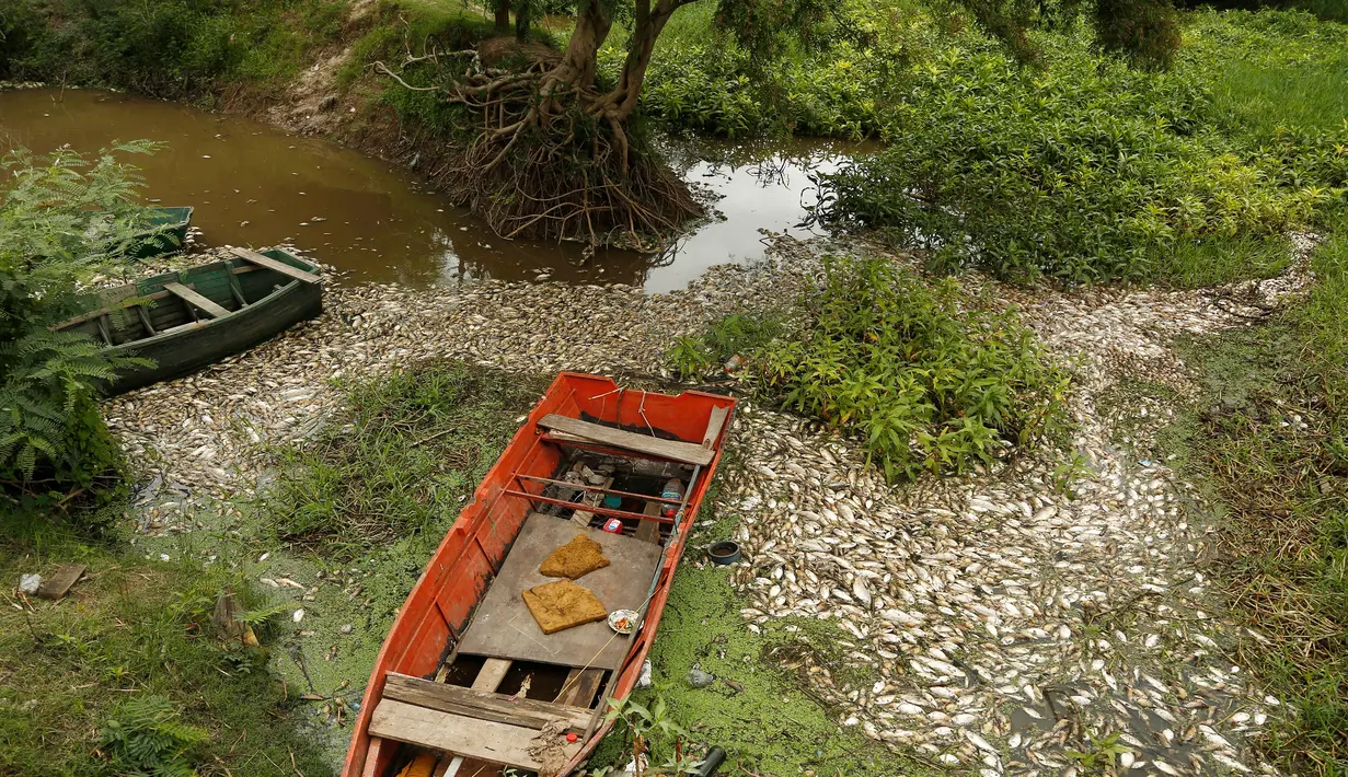 Sejumlah perahu terlihat di dekat ribuan ikan mati yang menutupi permukaan sungai Confuso di Kota Villa Hayes, Paraguay, 14 Oktober 2017. Otoritas setempat belum mengetahui pasti penyebab matinya ikan-ikan itu. (AP Photo/Jorge Saenz)