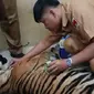 Seekor harimau sumatra (Panthera Tigris Sumatrae) yang ditemukan terkena jerat babi milik warga di Pasaman akhirnya mati. (Liputan6.com/ Dok BKSDA Sumbar)