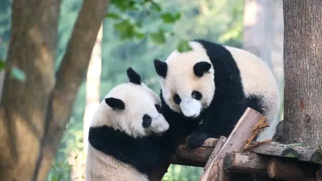Chengdu