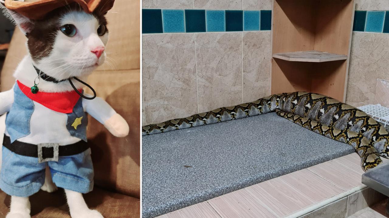 ﻿Viral Kucing Peliharaan Dimakan Ular Piton, Bocah Ini Histeris