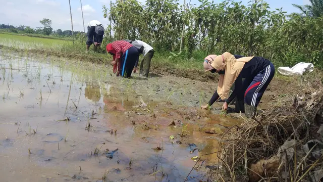 Petani Muda