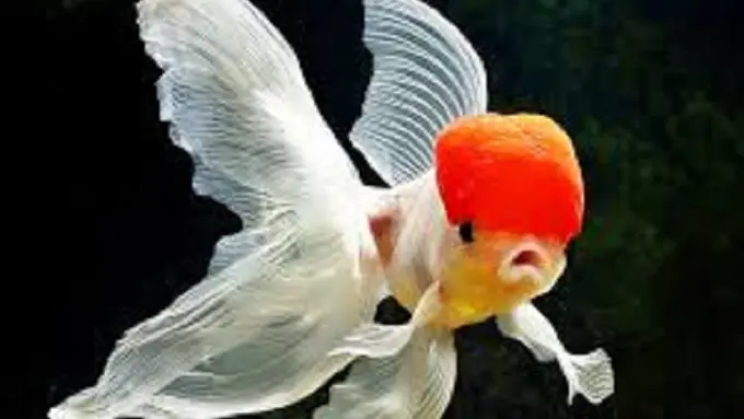 7 Hewan yang Dianggap Membawa Keberuntungan