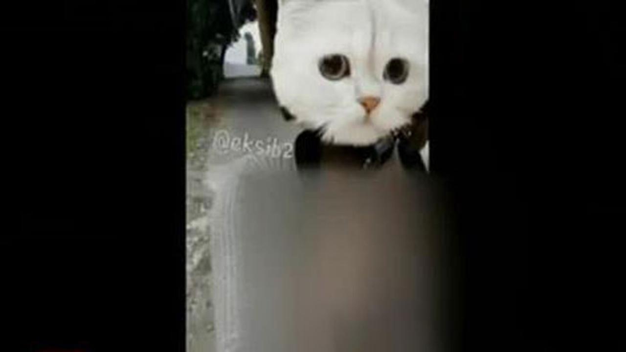 VIDEO: Wanita 'Kucing' Ini Jual Foto Telanjang Dada di Medsos
