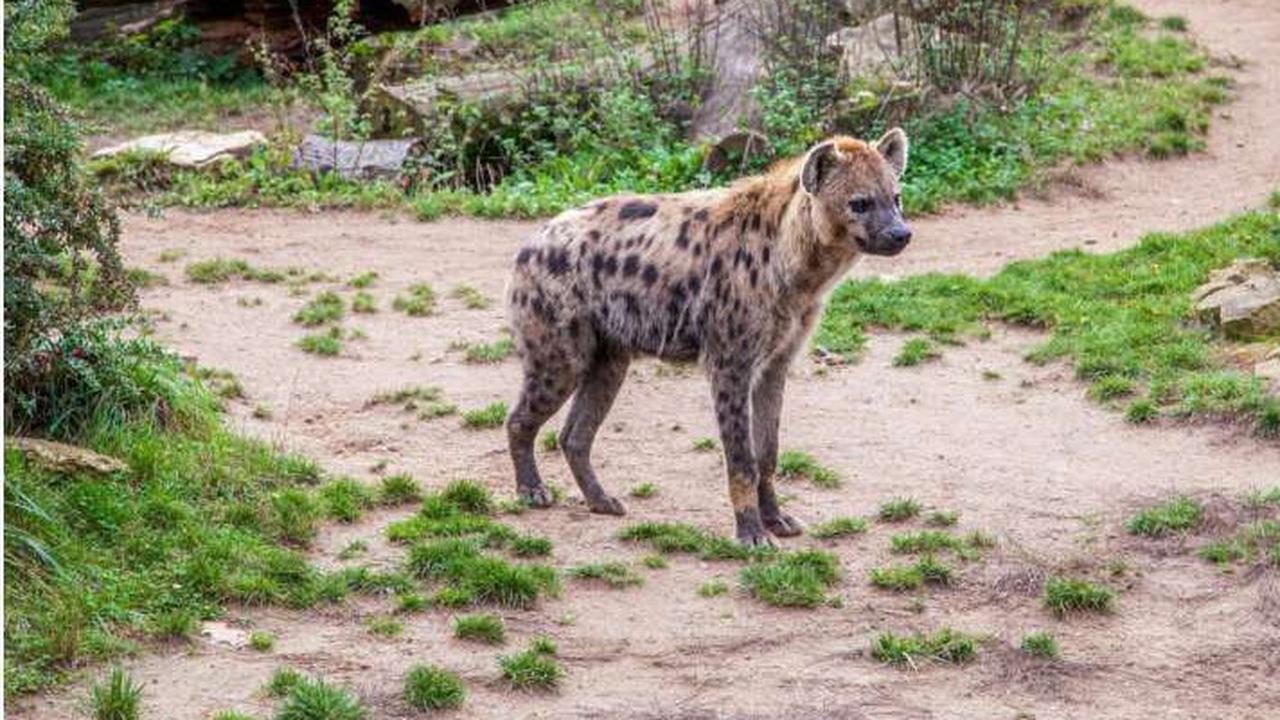 Ilmuwan Terperanjat Temukan Hyena Tutul di Mesir Untuk Pertama Kali dalam 5.000 Tahun, Nasibnya Tragis
