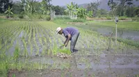 Ilustrasi petani di sawah/Istimewa.