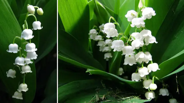 Foto: all-wallpapers