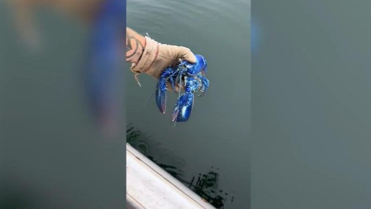 1. Meski Berhasil Tangkap Lobster Biru Langka, Nelayan Ini Membuat Keputusan yang Sangat Bijak<br>